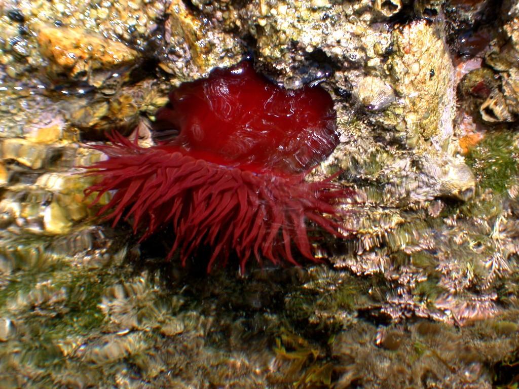 Actinia equina (Linn, 1758)